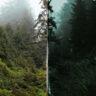 Foggy Green | Free Lightroom Preset