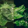 Green Macro | Free Lightroom Preset